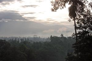 Wald in Indonesien