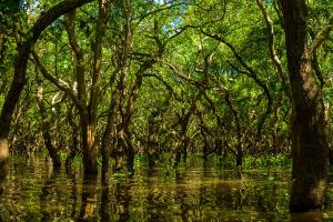 Mangrove forest at Tonle Sap lake in Cambodia