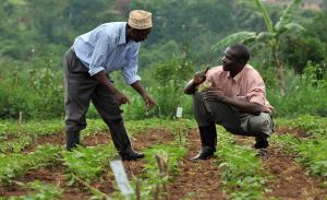 Landwirtschaft dominiert: Ungefähr 70 Prozent der Bevölkerung\r\nsind im Agrarsektor tätig, der zu fast einem Viertel zu Ugandas\r\nBIP beiträgt.|Foto: Neil Palmer, Centro Internacional de\r\nAgricultura Tropical (CIAT)/Flickr.com