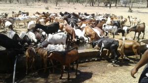 High concentration of livestock at Chesakam Borehole-picture credit Kennedy Omondi Okeyo