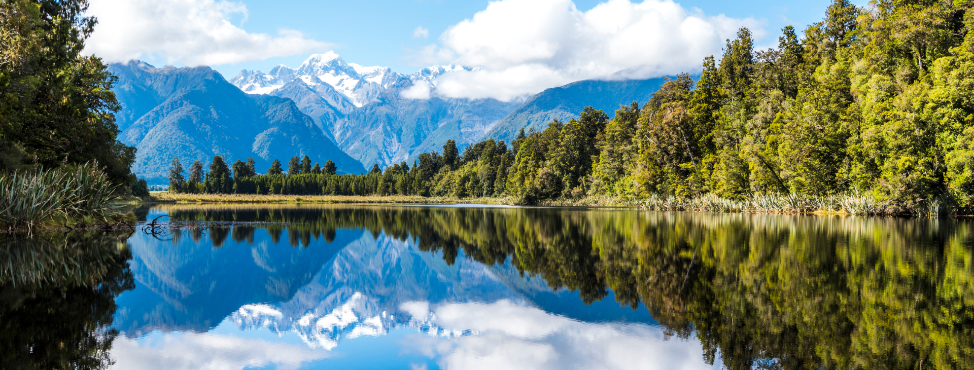 Archive Canva Pro Stock forest image 4.png