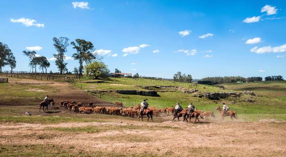 Gauchos (südamerikanische Cowboys) treiben die Herde zusammen und treiben sie in den Pferch.