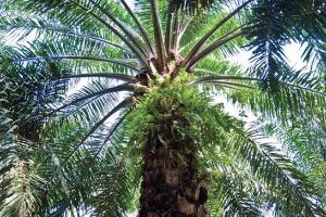 A palm tree in Malaysia.